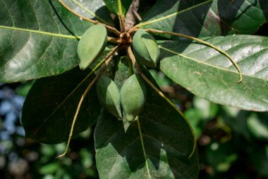 (Terminalia catappa) .Tropikal badem, Bengal bademi, Hint almosu