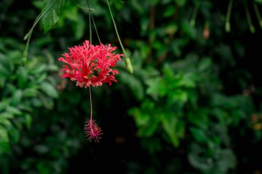 Çiçekler çok dekoratif, sarkık kulak damlası şeklinde.. 