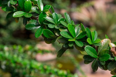 tropik sıradışı ağaç yeşil yaprakları arka plan 