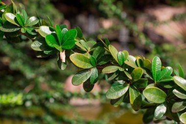 tropik sıradışı ağaç yeşil yaprakları arka plan 