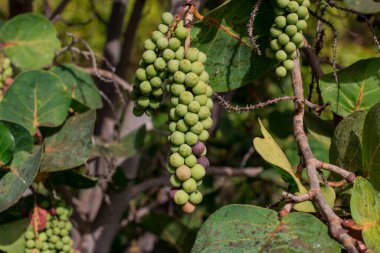 tropik sıradışı ağaç yeşil yaprakları arka plan 