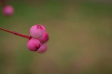 Pembe üvez meyveleri demet. Üvez ağacının dalını.