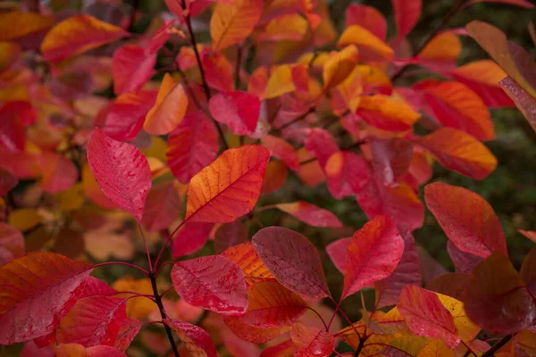 Красочные Осенние Листья Темный Осенний День — стоковое фото