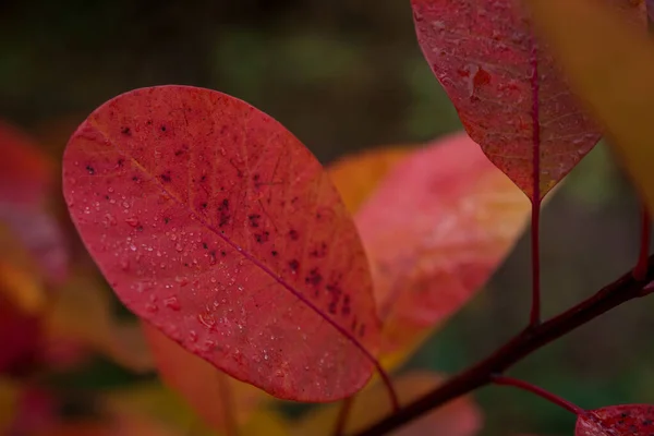 Farbenfrohe Herbstblätter Dunklen Herbsttagen — Stockfoto