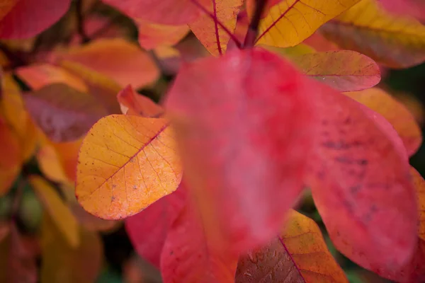 Farbenfrohe Herbstblätter Dunklen Herbsttagen — Stockfoto