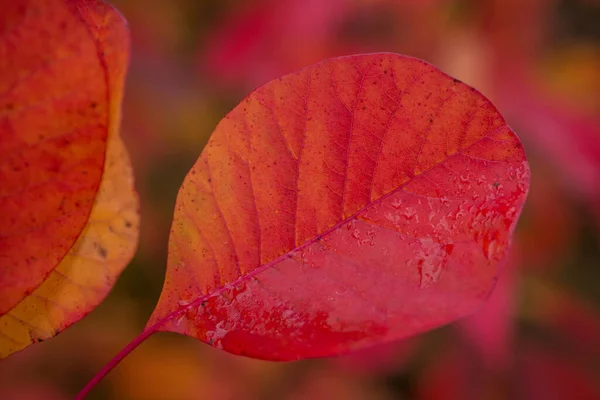 Karanlık Sonbahar Gününde Renkli Sonbahar Yaprakları — Stok fotoğraf