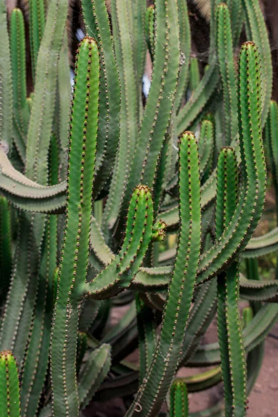 Cactus Très Inhabituel Qui Pousse Gros Plan Dans Parc — Photo