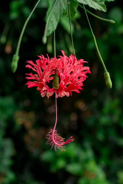 Les Fleurs Sont Très Décoratives Pendantes Forme Goutte Oreille — Photo