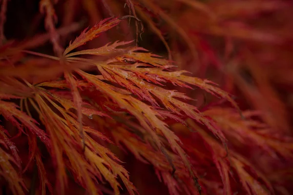 Kleurrijke Herfstbladeren Donkere Herfstdag — Stockfoto