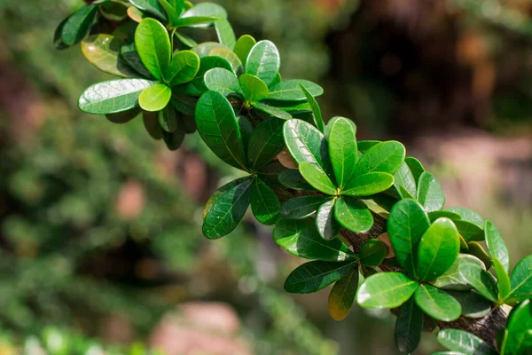 Tropische Ongewone Boom Groene Bladeren Achtergrond — Stockfoto