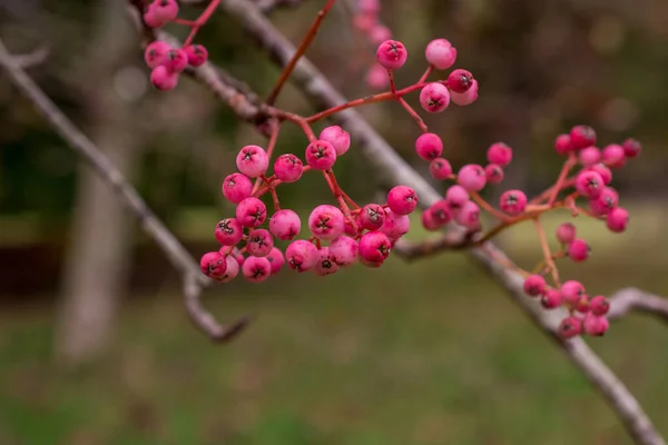 ピンクのナナカマドの果実の束 ナナカマドの木の枝 — ストック写真