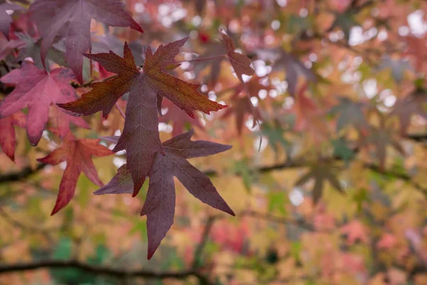 Kleurrijke Herfstbladeren Donkere Herfstdag — Stockfoto