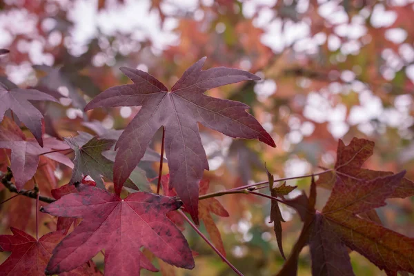 Kleurrijke Herfstbladeren Donkere Herfstdag — Stockfoto