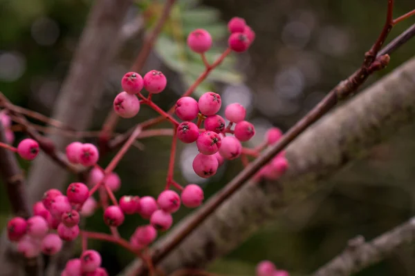 一堆粉红色的罗万浆果 一棵罗曼树的分支 — 图库照片
