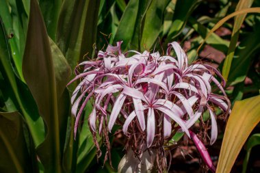 Crinum amabile don, Crinum zambak veya yeşil yapraklı Giantlily