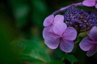Yumuşak pastel mavi hortensiya çiçeğinin yakın çekimi  