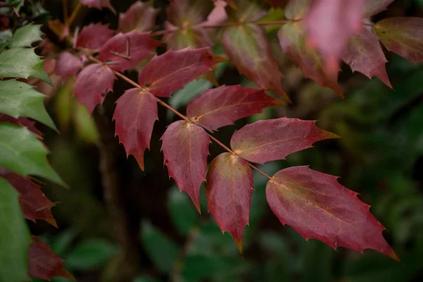 Farbenfrohe Herbstblätter Dunklen Herbsttagen — Stockfoto