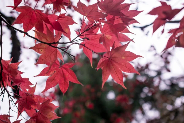 Karanlık Sonbahar Gününde Renkli Sonbahar Yaprakları — Stok fotoğraf