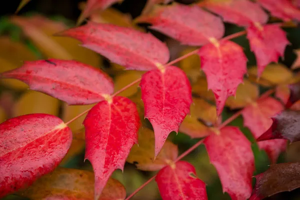Folhas Outono Coloridas Dia Escuro Outono — Fotografia de Stock