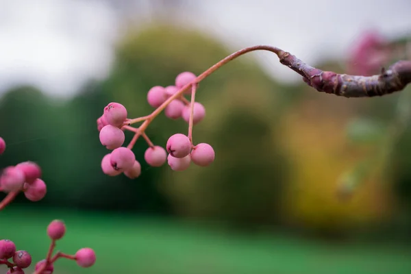 ピンクのナナカマドの果実の束 ナナカマドの木の枝 — ストック写真