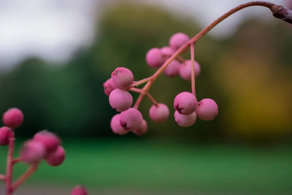 Csomó Ból Rózsaszín Rowan Bogyókat Berkenye Ága — Stock Fotó