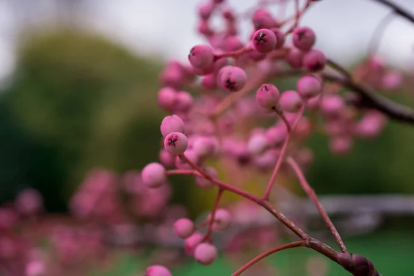 Ramo Bayas Serbal Rosa Rama Rowan Tree —  Fotos de Stock