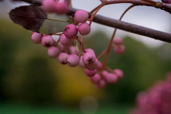 Μάτσο Ροζ Rowan Μούρα Υποκατάστημα Της Rowan Δέντρο — Φωτογραφία Αρχείου