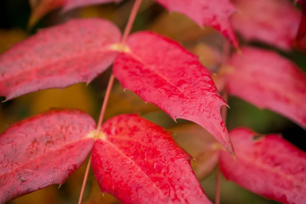 Hojas Coloridas Del Otoño Día Oscuro Del Otoño — Foto de Stock