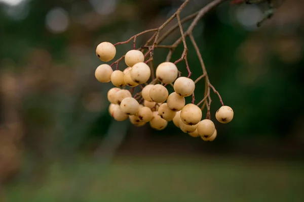 黄色のローワンベリーの束 ローワンの木の枝 — ストック写真