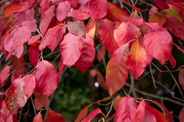 Farbenfrohe Herbstblätter Dunklen Herbsttagen — Stockfoto