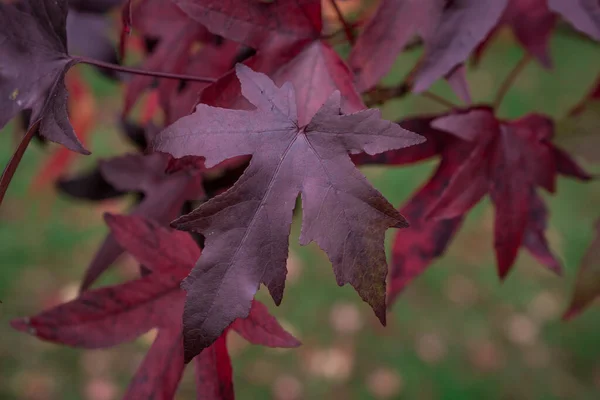 Kleurrijke Herfstbladeren Donkere Herfstdag — Stockfoto