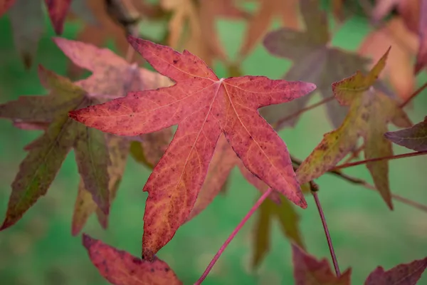 Farbenfrohe Herbstblätter Dunklen Herbsttagen — Stockfoto