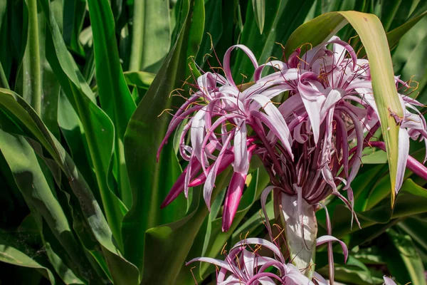 Crinum Amabile Donn Crinum Lily Giantlily Πράσινα Φύλλα — Φωτογραφία Αρχείου