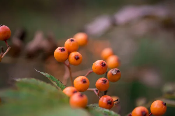 Bunch Yellow Rowan Berries Branch Rowan Tree — Stock Photo, Image