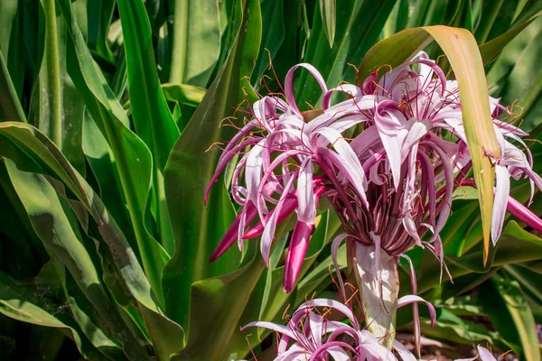 Crinum Amabile Donn Crinum Lily Giantlily Πράσινα Φύλλα — Φωτογραφία Αρχείου