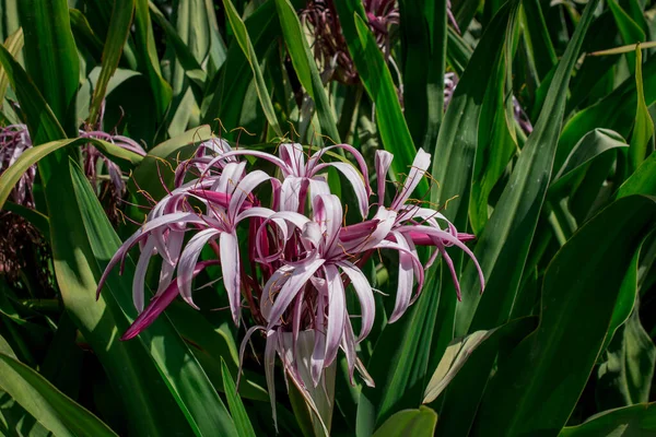 Crinum Amabile Donn Crinum Lily Eller Giantlily Med Gröna Blad — Stockfoto