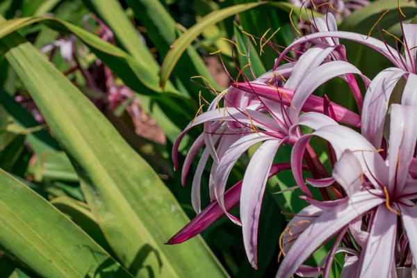 Crinum Amabile Donn Crinum Lily Giantlily Πράσινα Φύλλα — Φωτογραφία Αρχείου