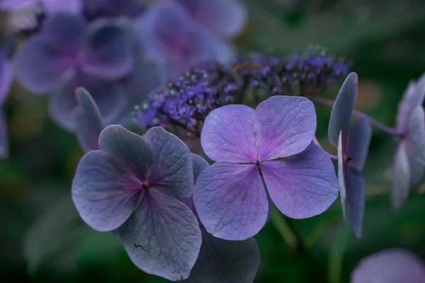 Närbild Mjuk Pastell Blå Hortensia Blomma — Stockfoto