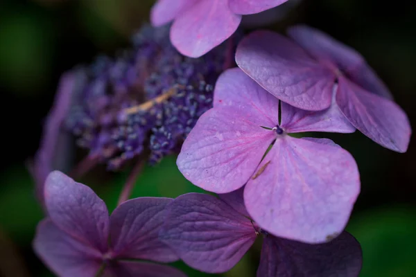Nahaufnahme Weicher Pastellblauer Hortensienblüten — Stockfoto