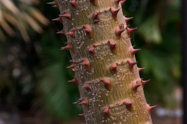 Madagáscar Palma Contra Pachypodium Lamerei — Fotografia de Stock