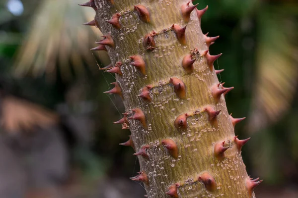 Palma Madagaskaru Przeciwko Pachypodium Lamerei — Zdjęcie stockowe