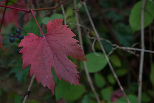 Farbenfrohe Herbstblätter Dunklen Herbsttagen — Stockfoto