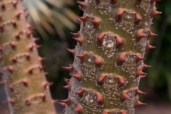 Palma Madagaskaru Przeciwko Pachypodium Lamerei — Zdjęcie stockowe