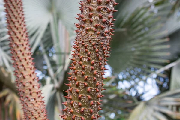 Madagáscar Palma Contra Pachypodium Lamerei — Fotografia de Stock