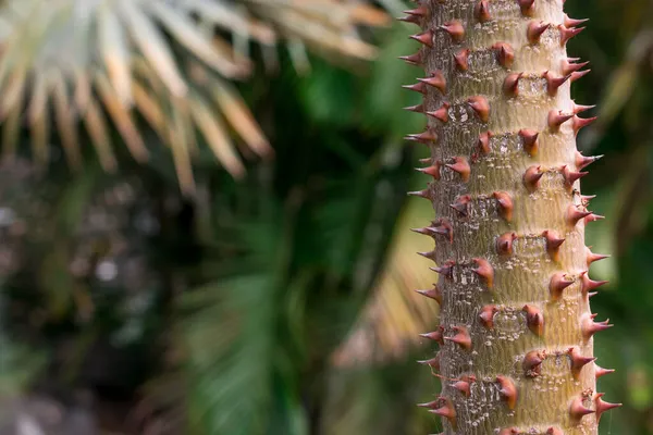 Madagaskar Palm Pachypodium Lamerei Karşı — Stok fotoğraf
