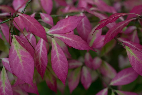 Folhas Outono Coloridas Dia Escuro Outono — Fotografia de Stock