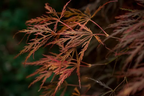 Farbenfrohe Herbstblätter Dunklen Herbsttagen — Stockfoto