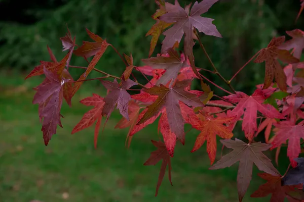 Kleurrijke Herfstbladeren Donkere Herfstdag — Stockfoto