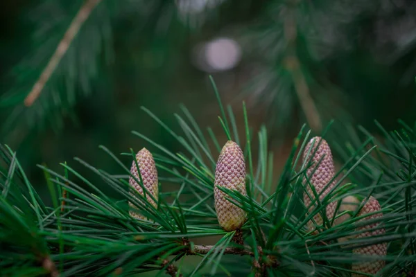 Pine Tree Flowers Background — Stock Photo, Image