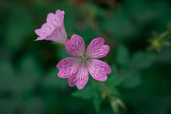 Rosa Bela Flor Outono Closeup — Fotografia de Stock